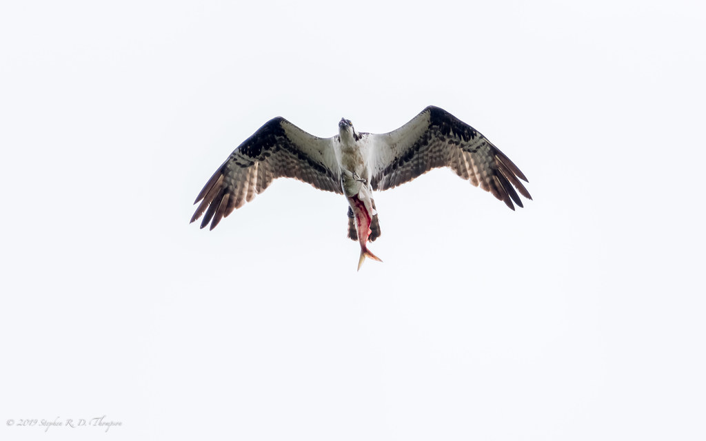 Osprey flying toward the camera carrying a fish