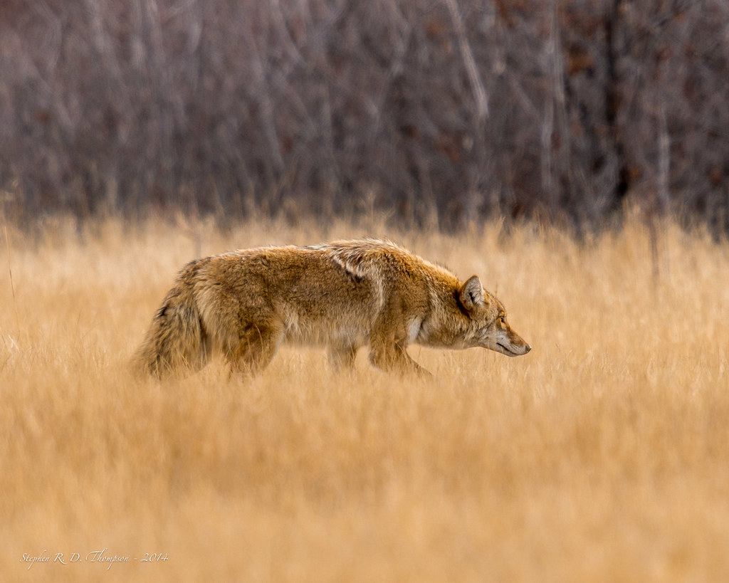 Coyote stalking through golden grass