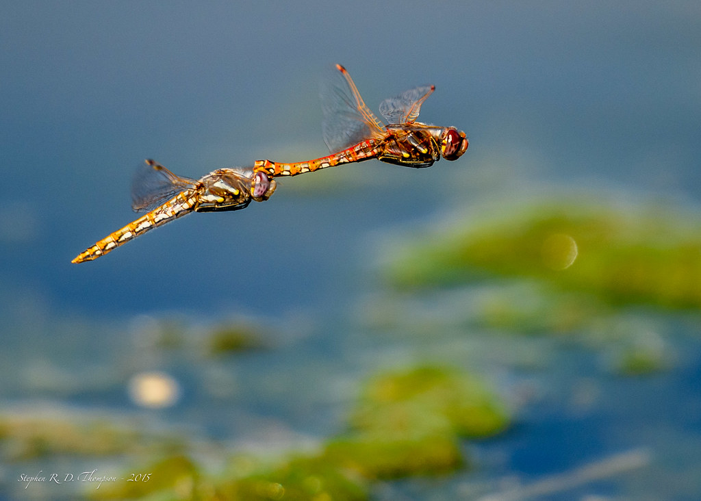 Two Variegated Meadowhawk dragonflies flying together over water