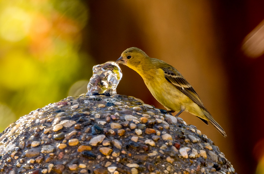 Small yellow songbird drinking from a fountain