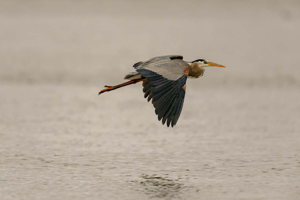 Great Blue Heron flying low over water