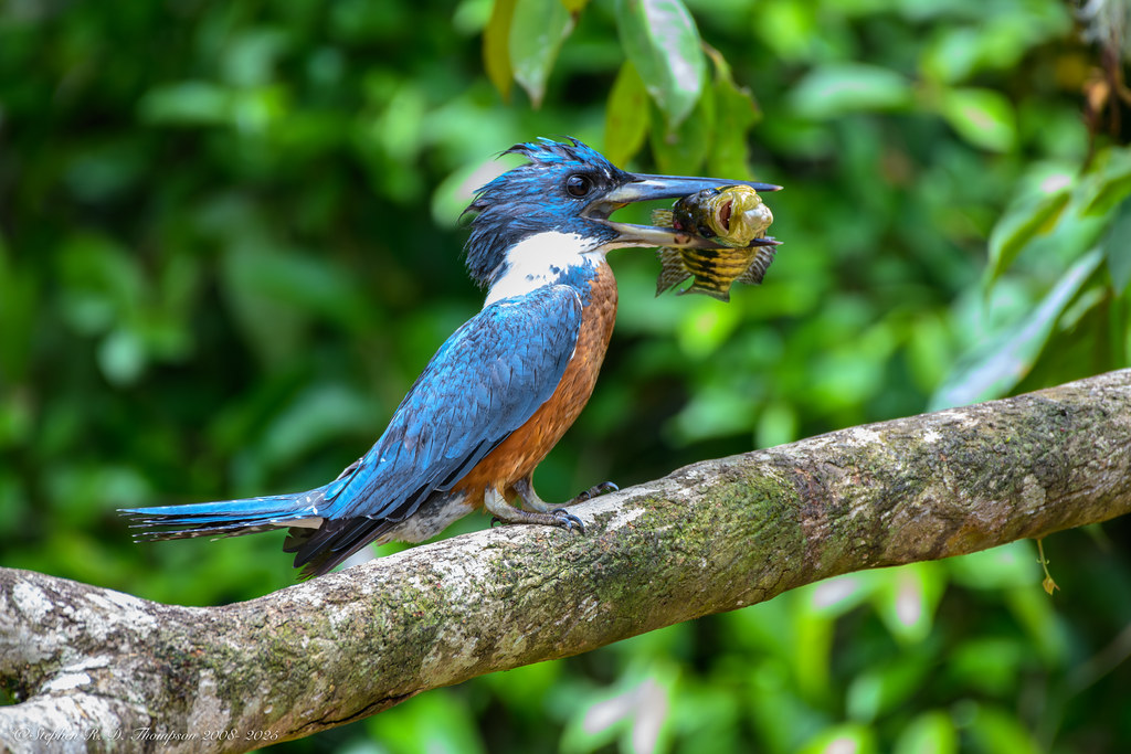 Ringed Kingfisher perched against a soft natural background