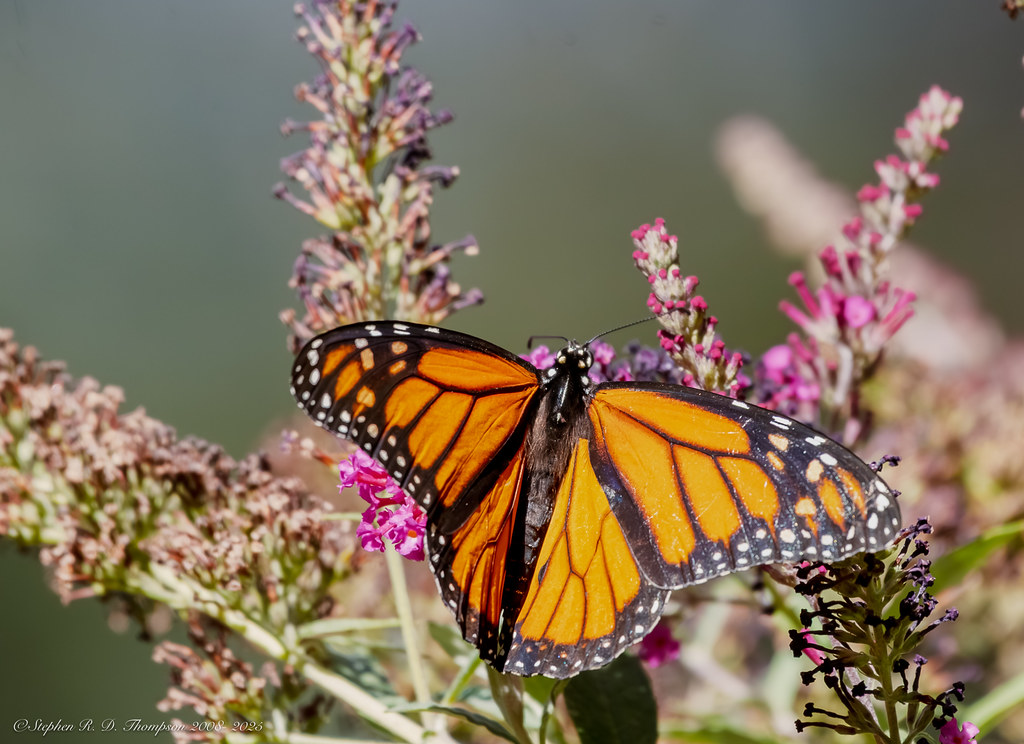 Monarch butterfly resting on a flower