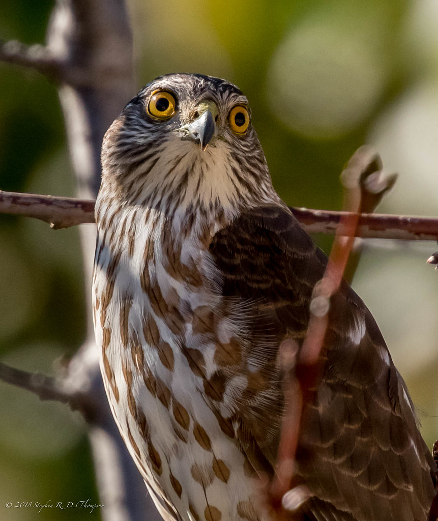 Close portrait of a Sharp-shinned Hawk