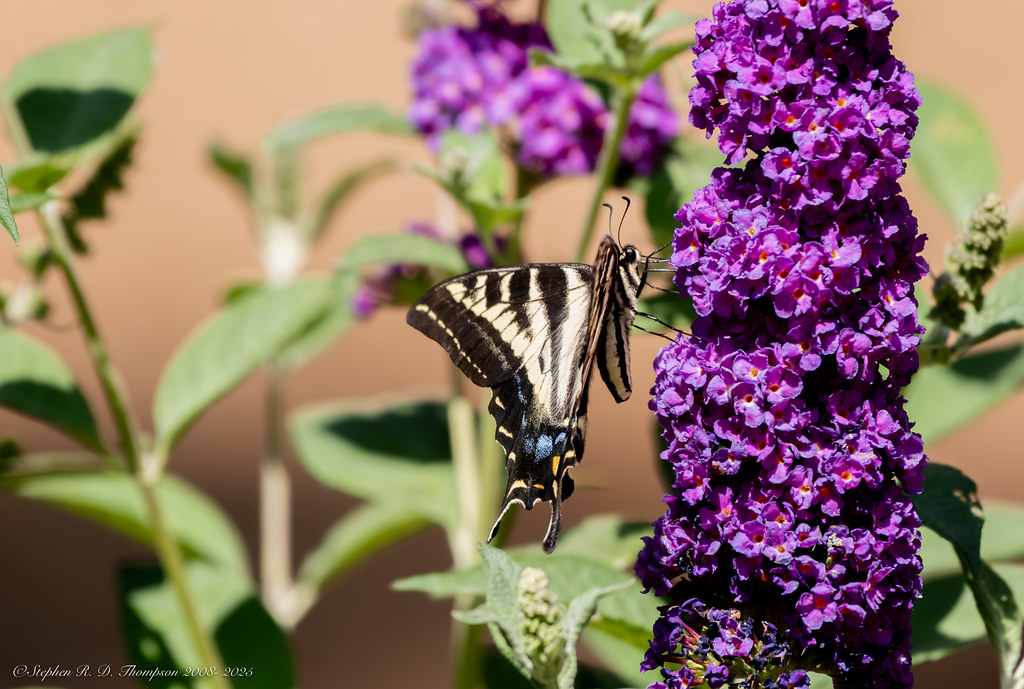 Tiger Swallowtail butterfly in a natural setting