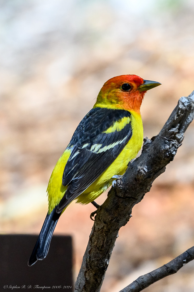 Western Tanager photographed by Stephen R. D. Thompson